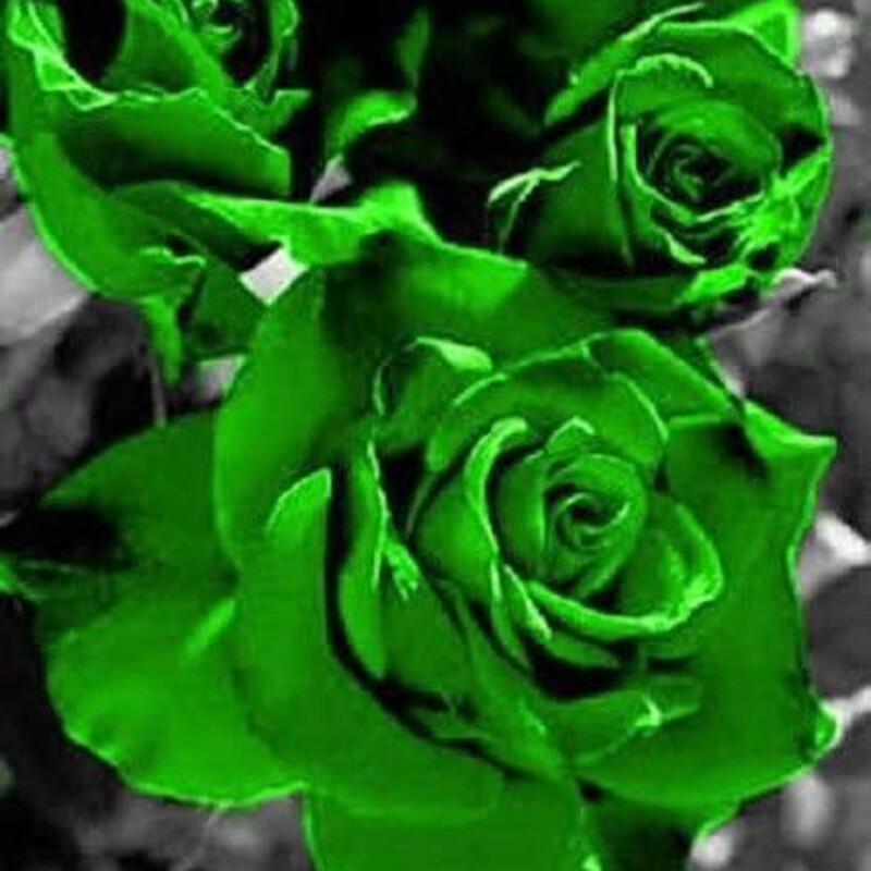 100 Mixed Color Rose Seeds for Garden Planting Varieties of Bush Perennial