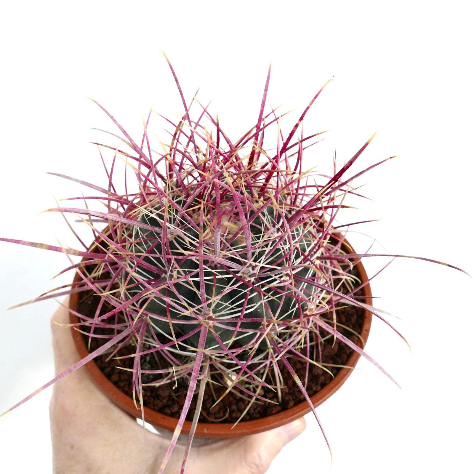Ferocactus acanthodes – California barrel cactus | Desert barrel cactus