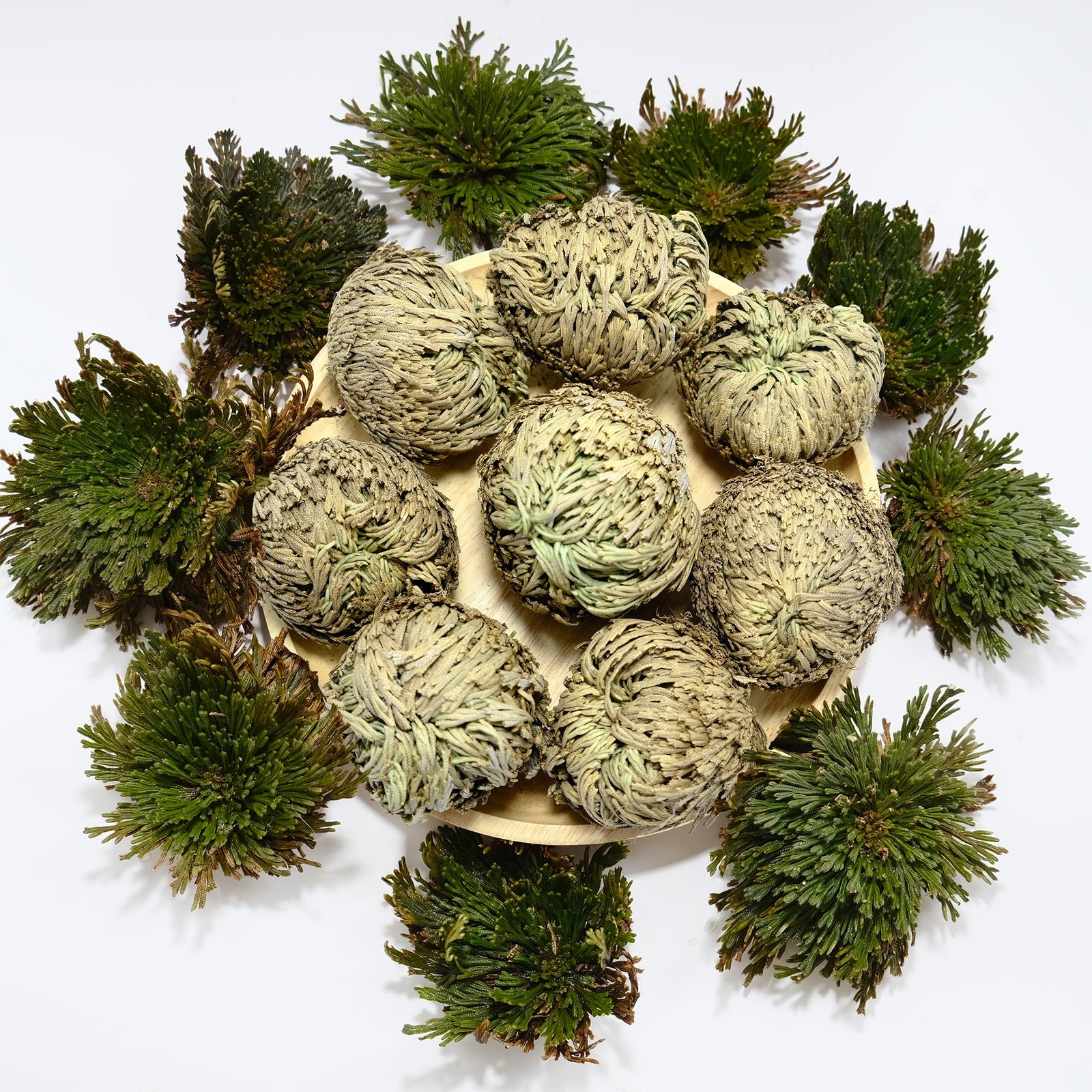 8 Pack Rose of Jericho Resurrection Plants, Large 2+ Inch Rosa de Jerico Orig…