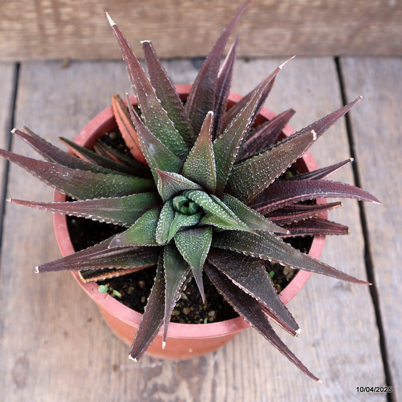 A6545 HAWORTHIA LIMIFOLIA VARIEGATED pot13-H11-W14 cm MaMa Cactus