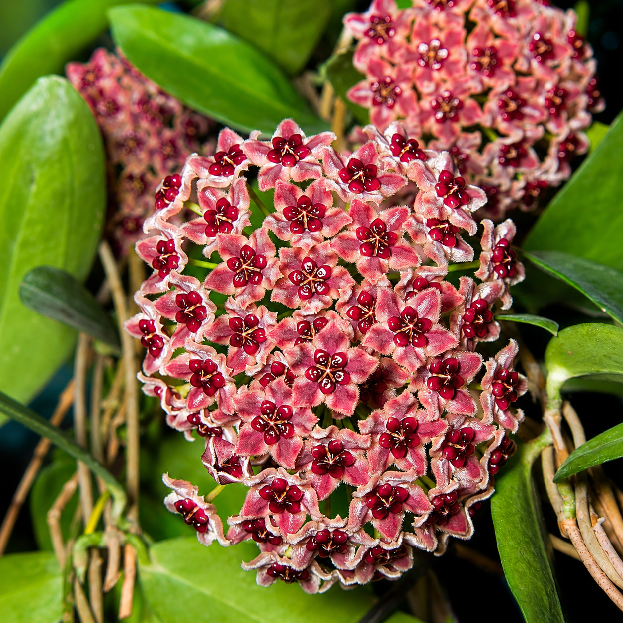 Hoya Globulifera Rare Variegated, Real Picture, Aroid Houseplant