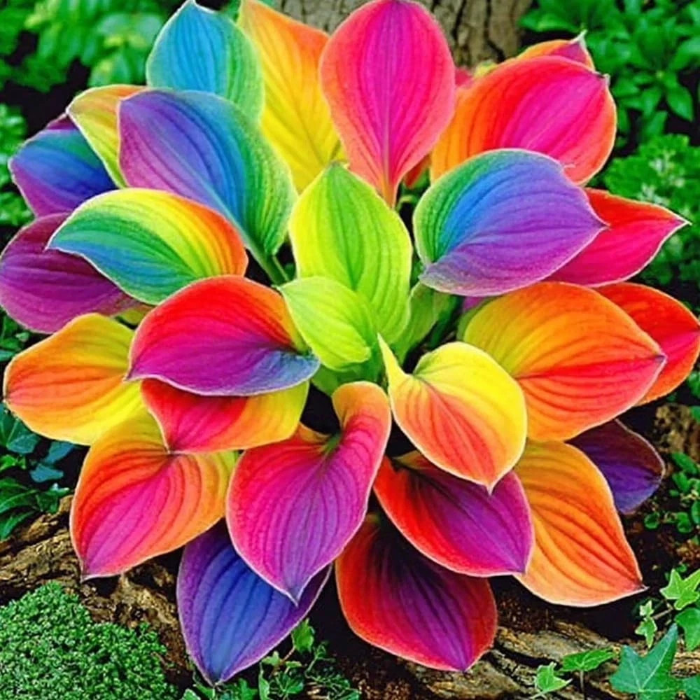 220+ Mixed Color Hosta Seeds for Planting – Hostas Seeds Rare Perennial, Flower