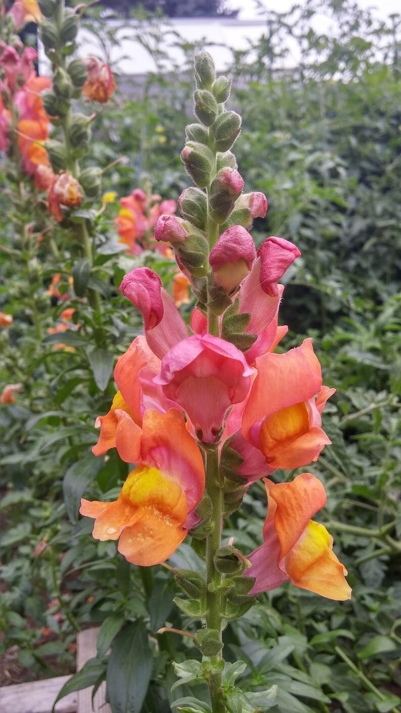 100 Pcs Cute Rocket Bronze Snapdragon Flower Seeds