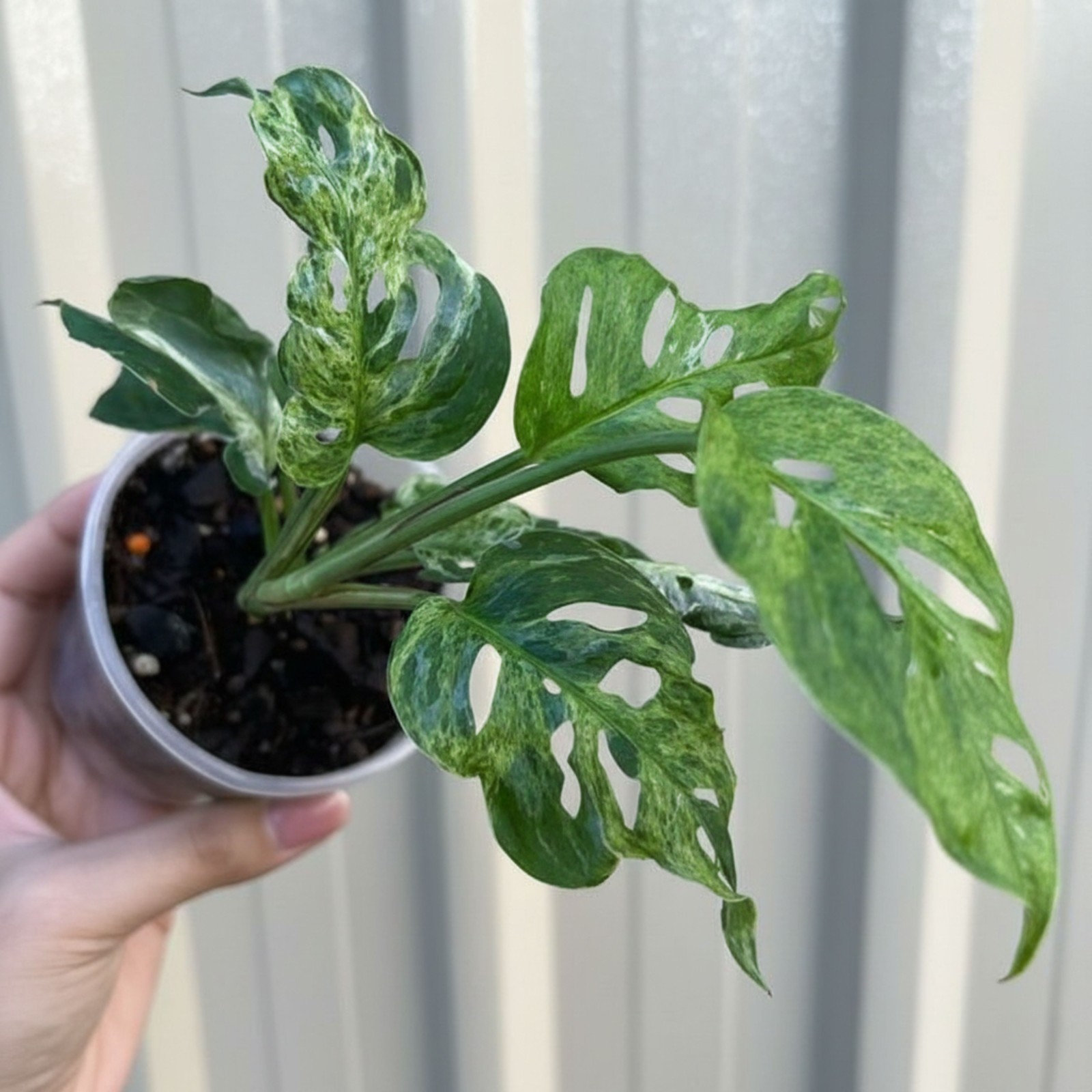 Monstera Adansonii Mint Indonesian Marble Variegated – Live Plant Grow in Pot