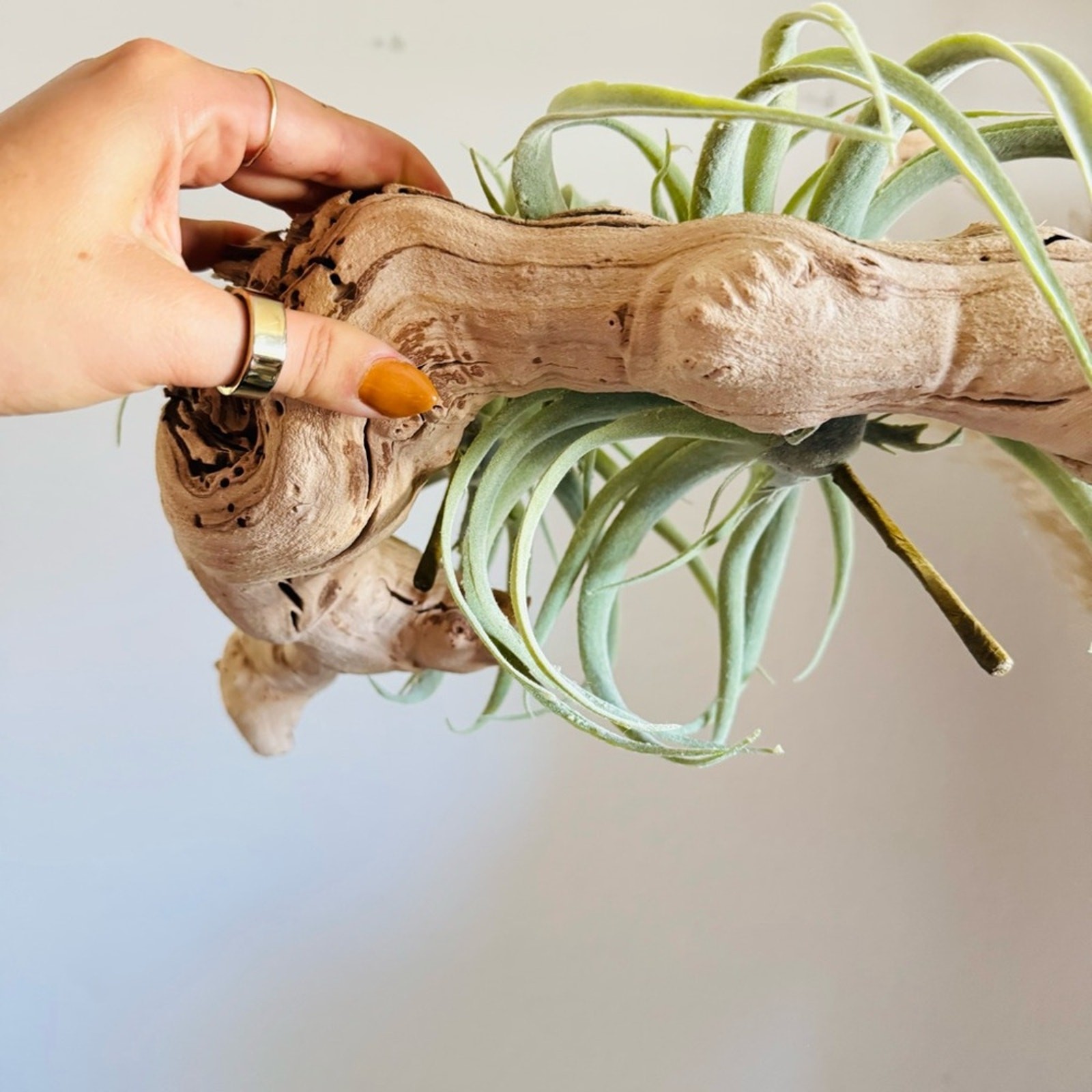 NEW POTTERY BARN Soft Mint Green Faux Air Plant Tillandsia Table Decor Display