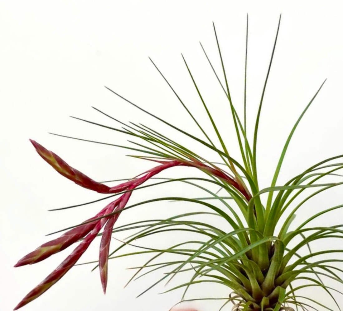 Tillandsia melanocrater 10-20cm | Air plant | Black-spiked air plant – Air plant