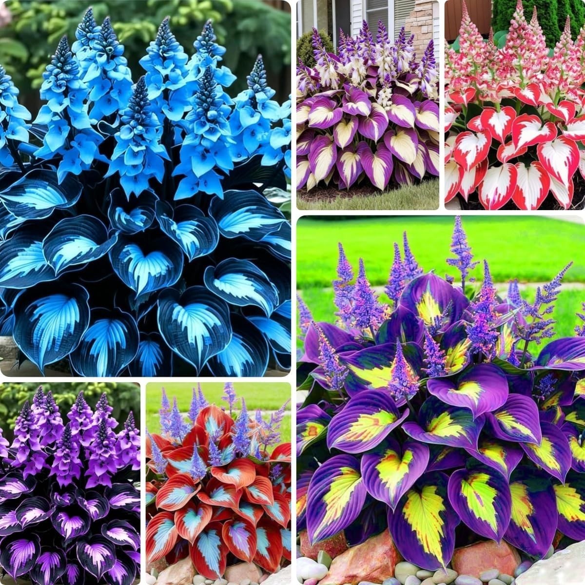 Hosta Shade Garden Seeds 210pcs– Decorative Foliage Plants – Ideal for Gifts