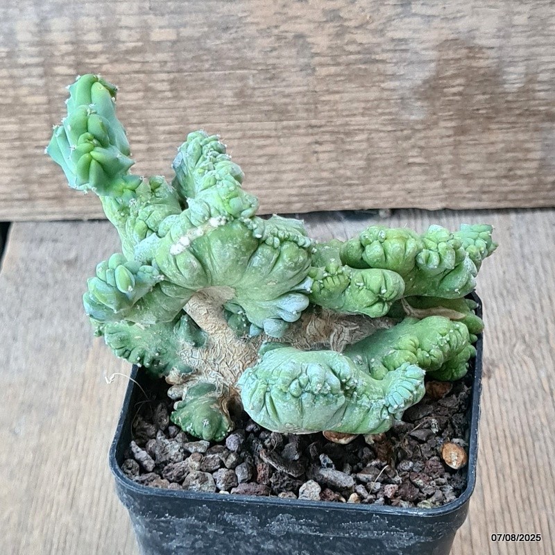 D5754 MYRTILLOCACTUS GEOMETRIZANS CRESTED pot8-H9-W11 cm MaMa Cactus