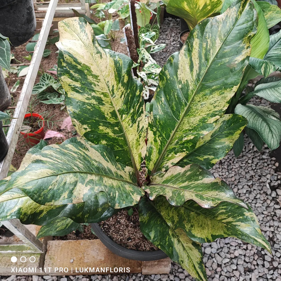 Anthurium Hokeri Variegated Big Size Real Picture Rare Plant