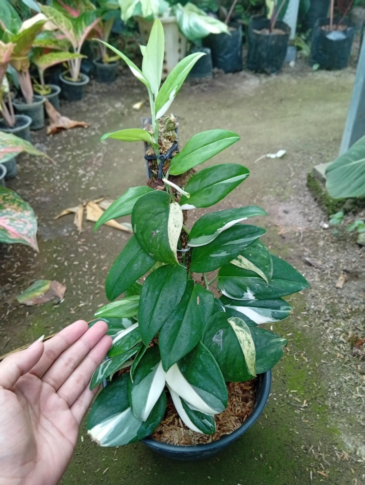Real Picture Scindapsus Hederaceus Blue Albo Variegated Rare Plant