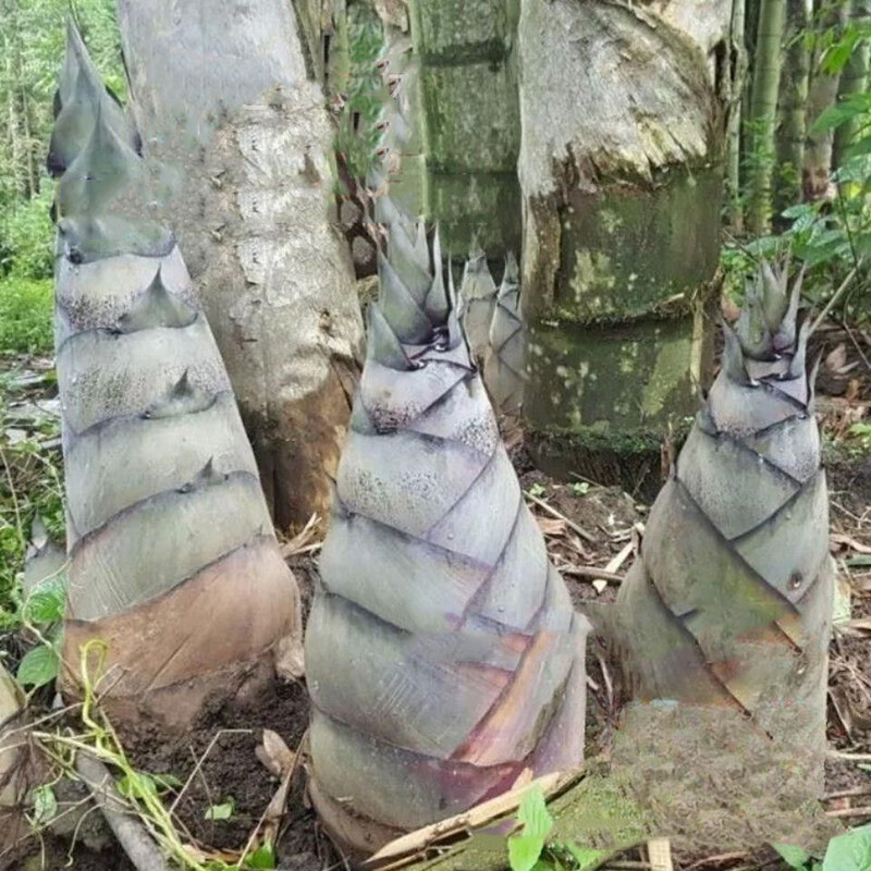 Giant asper bamboo 60seeds Black asper bamboo seeds