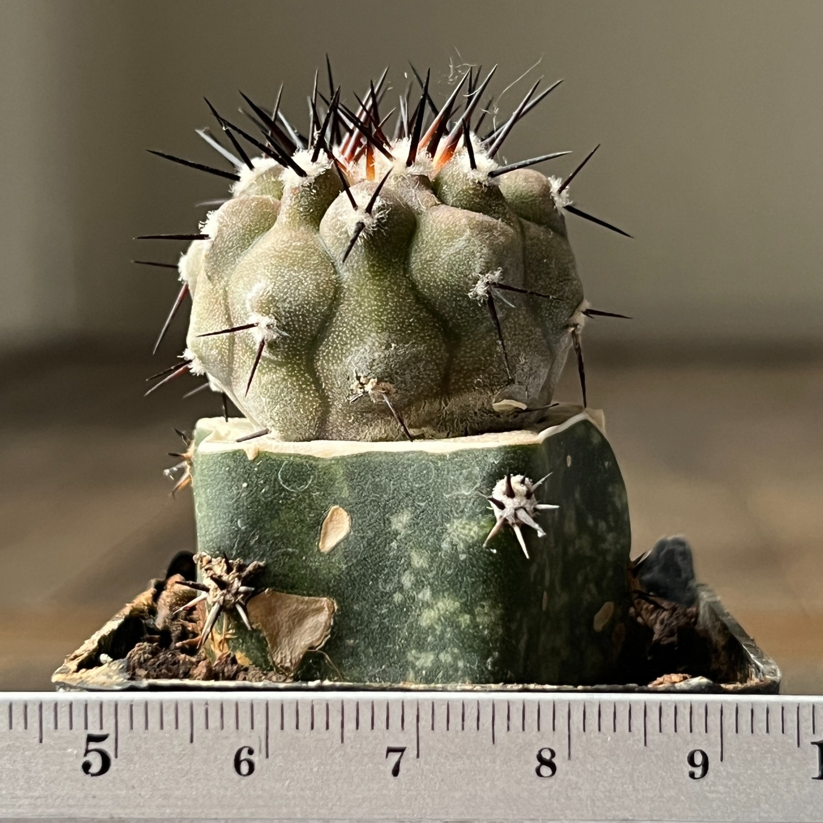 A3-1040 Copiapoa columna-alba, CS29, Esmeralda, thick white, grafted