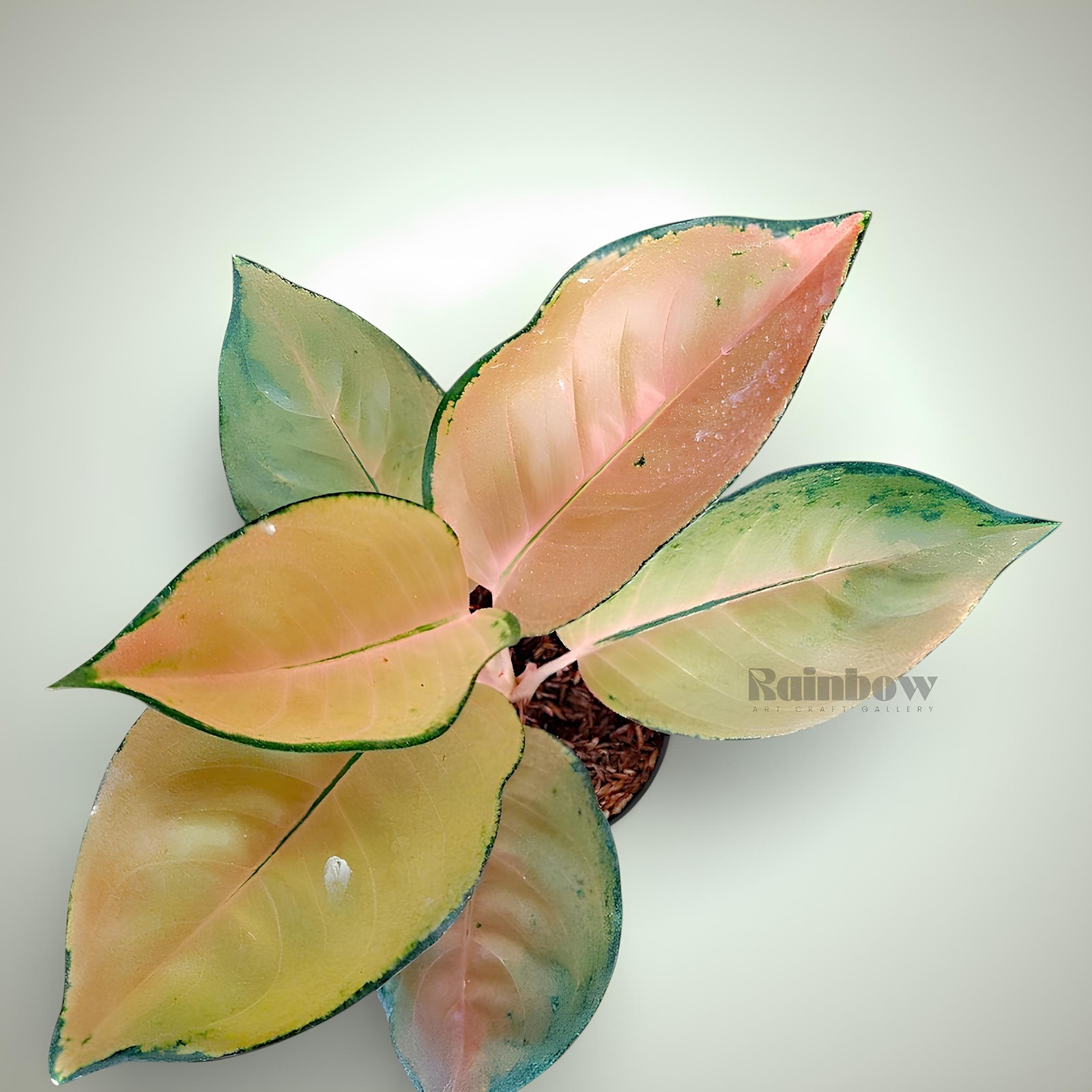 Aglaonema Sultan Brunei Beatiful Ornamental Plant