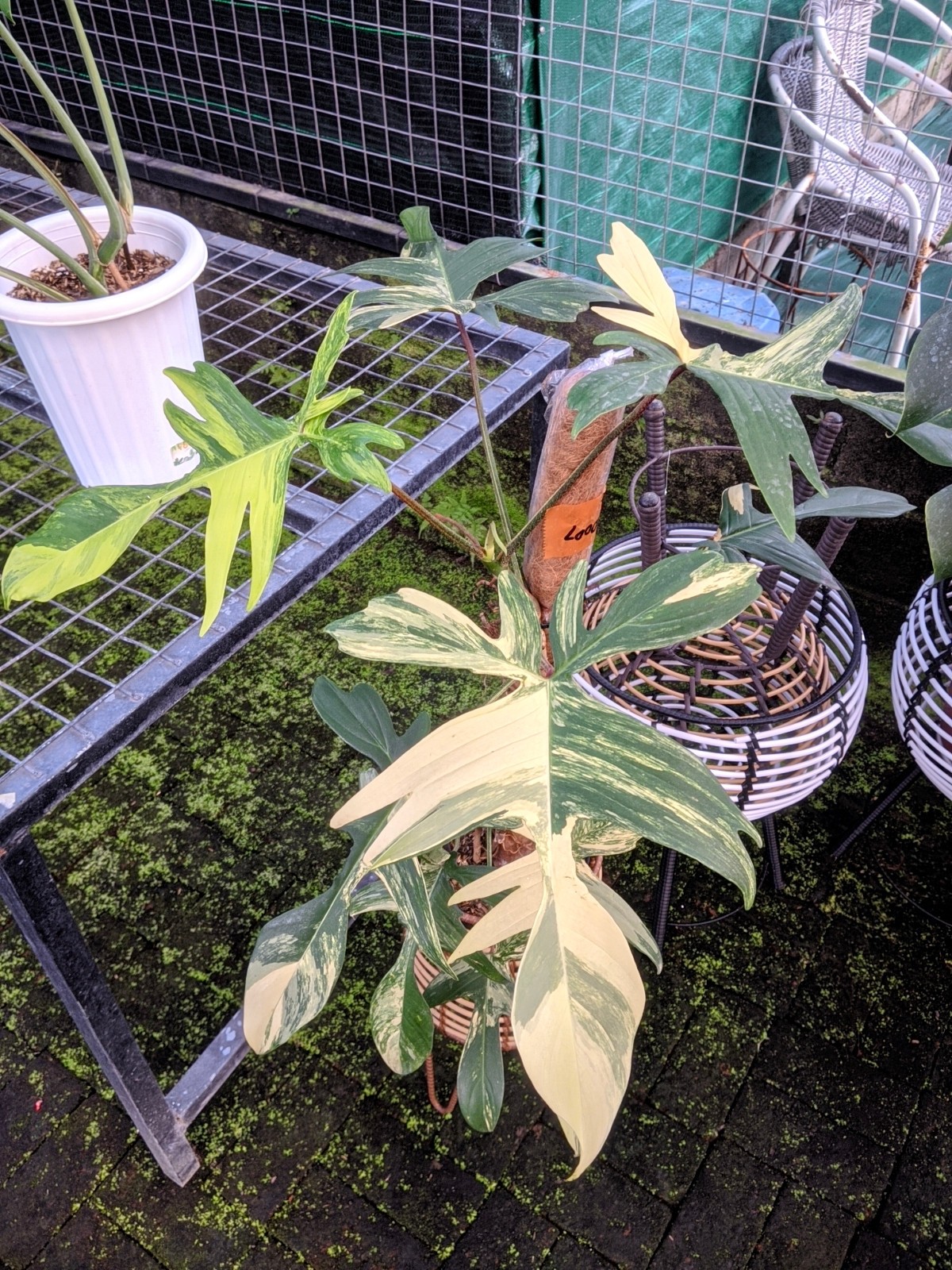 Philodendron Florida Beauty Variegated Real Picture Large Size Free Phito
