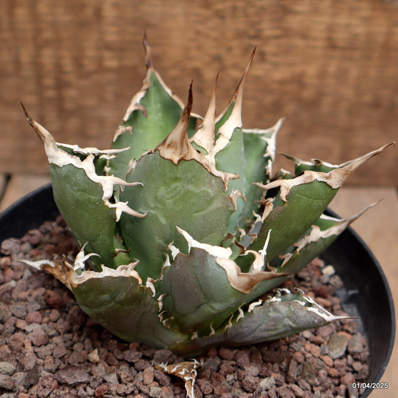 D115 AGAVE TITANOTA pot14-H9-W12 cm MaMa Cactus