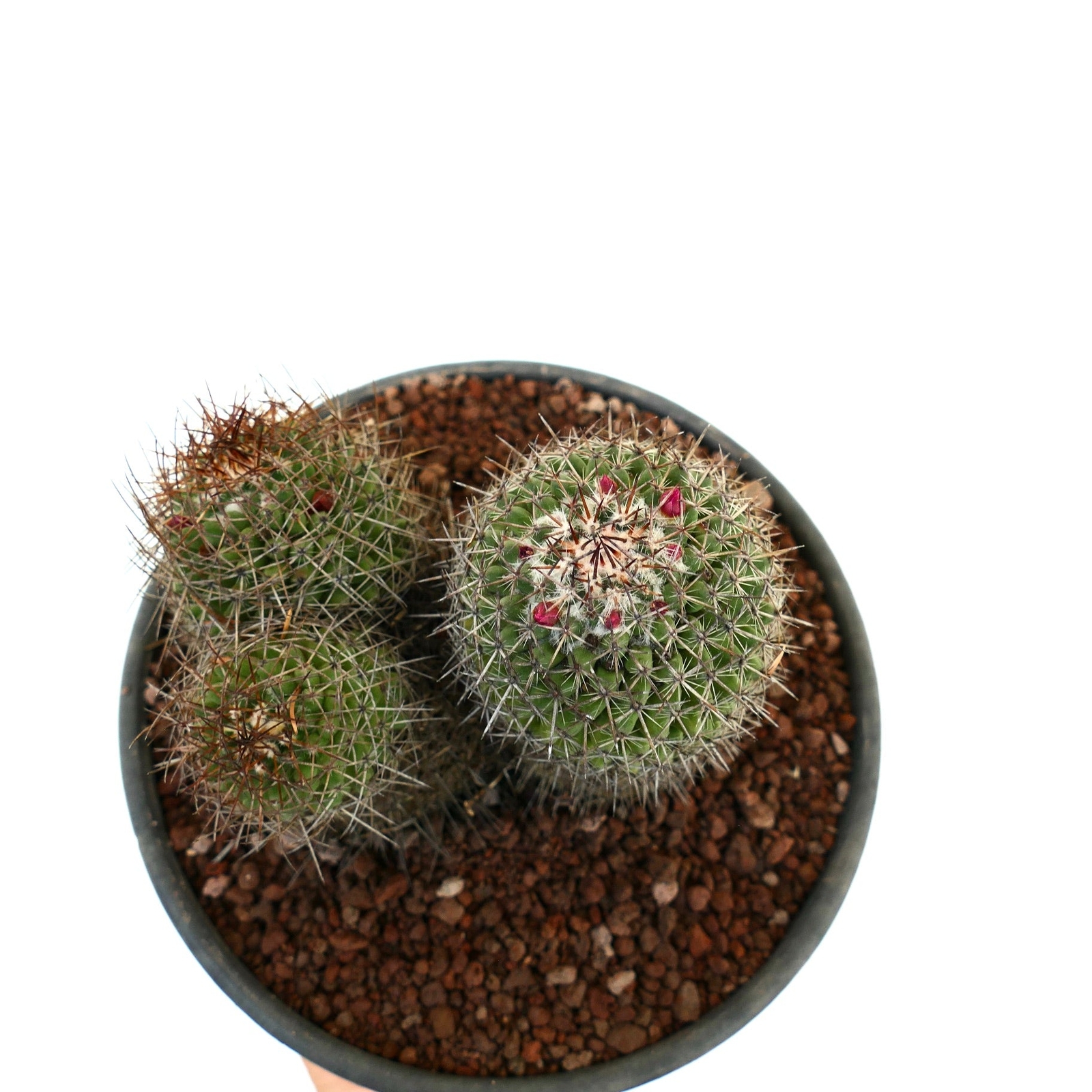 Mammillaria cripiseta (Oaxaca) –