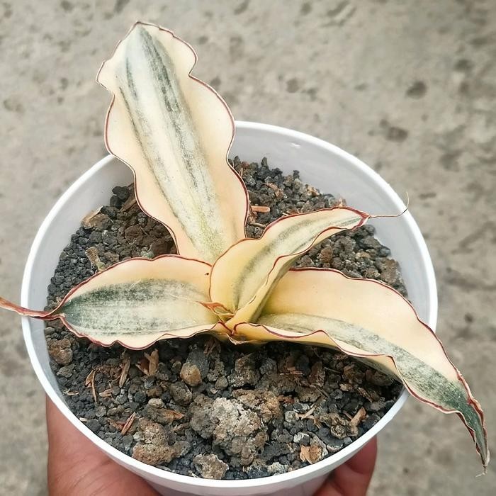 Sansevieria Kirkii White Variegated Medium Size Uniqe Snake Plant