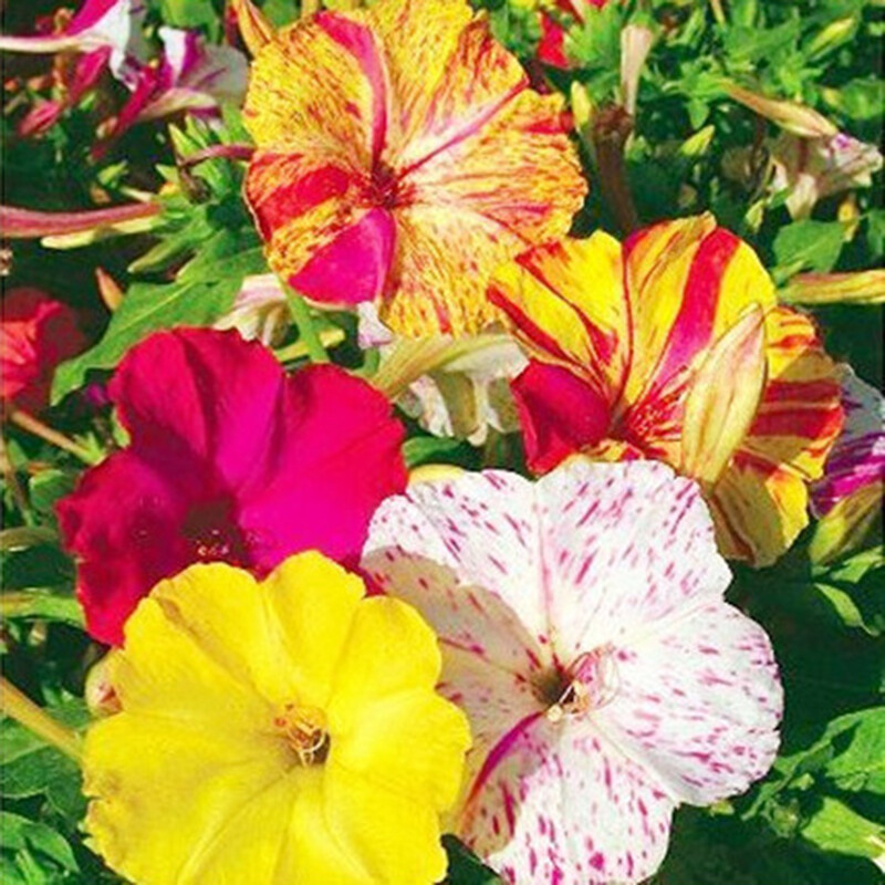 20 Jasmine seeds Fast Growing Non-GMO Fragrant Flower Garden Home