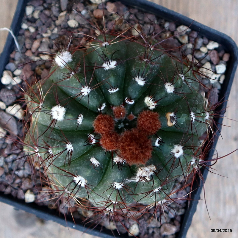 A1856 NOTOCACTUS OTTONIS DV 7914 pot9-H6-W8 cm MaMa Cactus