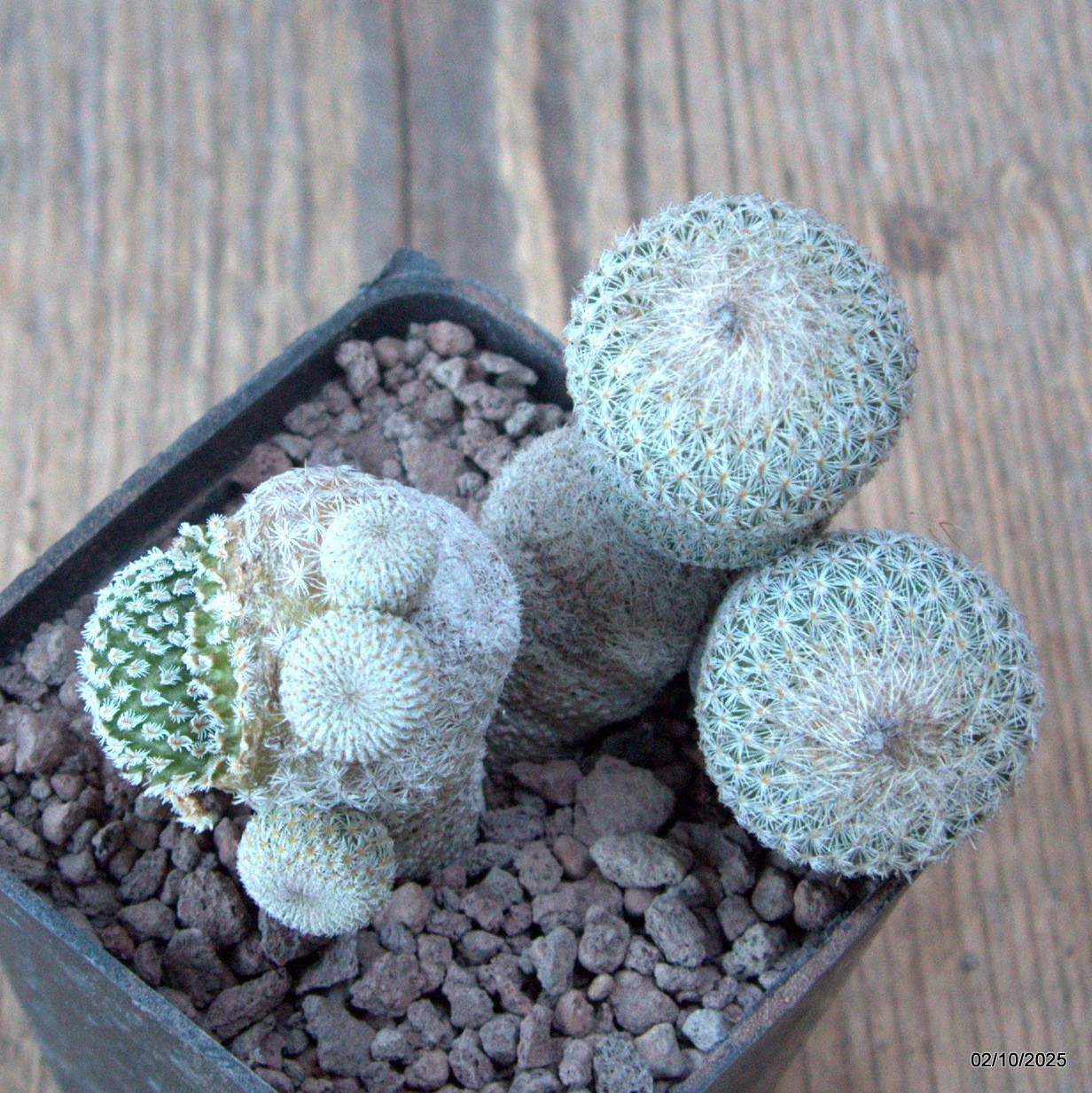 D6813 EPITHELANTHA MICROMERIS MONSTER pot7-H7-W8 cm MaMa Cactus