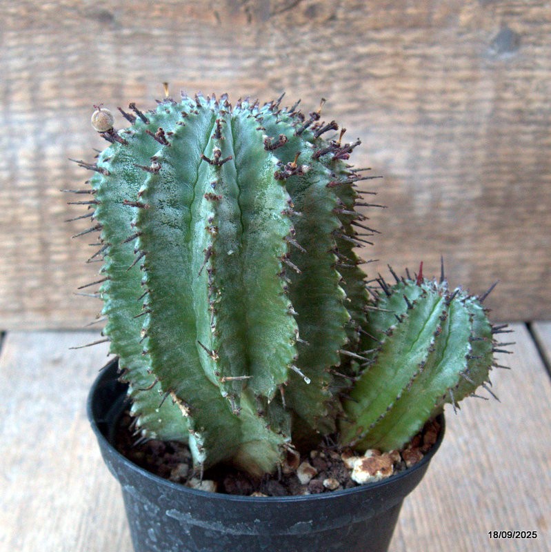 D6496 EUPHORBIA HORRIDA pot10-H13-W14 cm MaMa Cactus