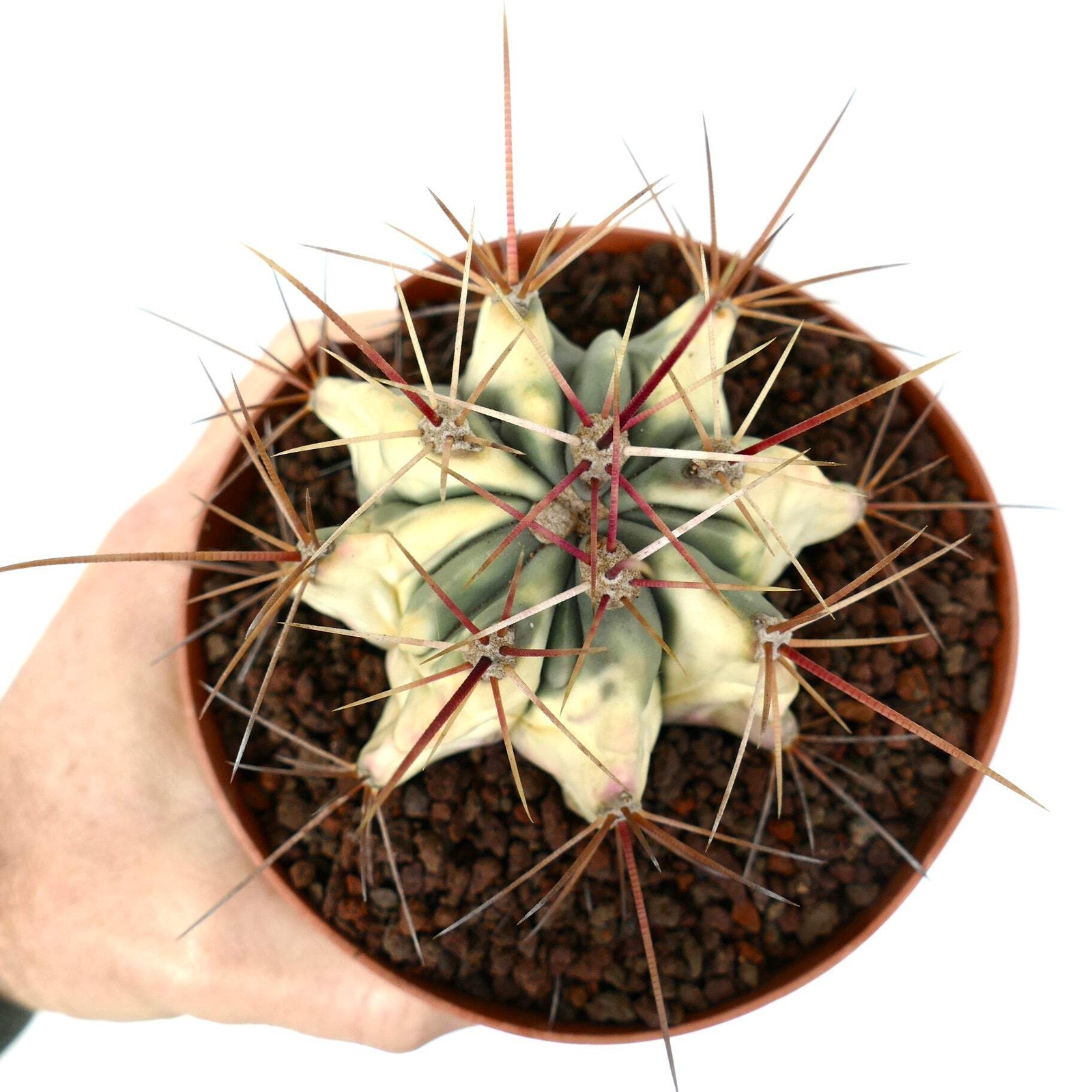 Ferocactus longispinus VARIEGATED – Long-Spined Barrel Cactus | Long-Spined Fire