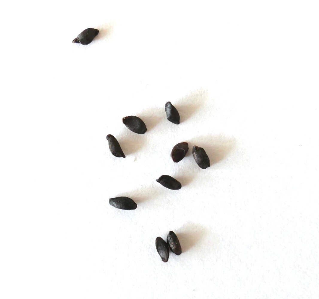 Patersonia occidentalis SEEDS – Native iris | Long purple flag