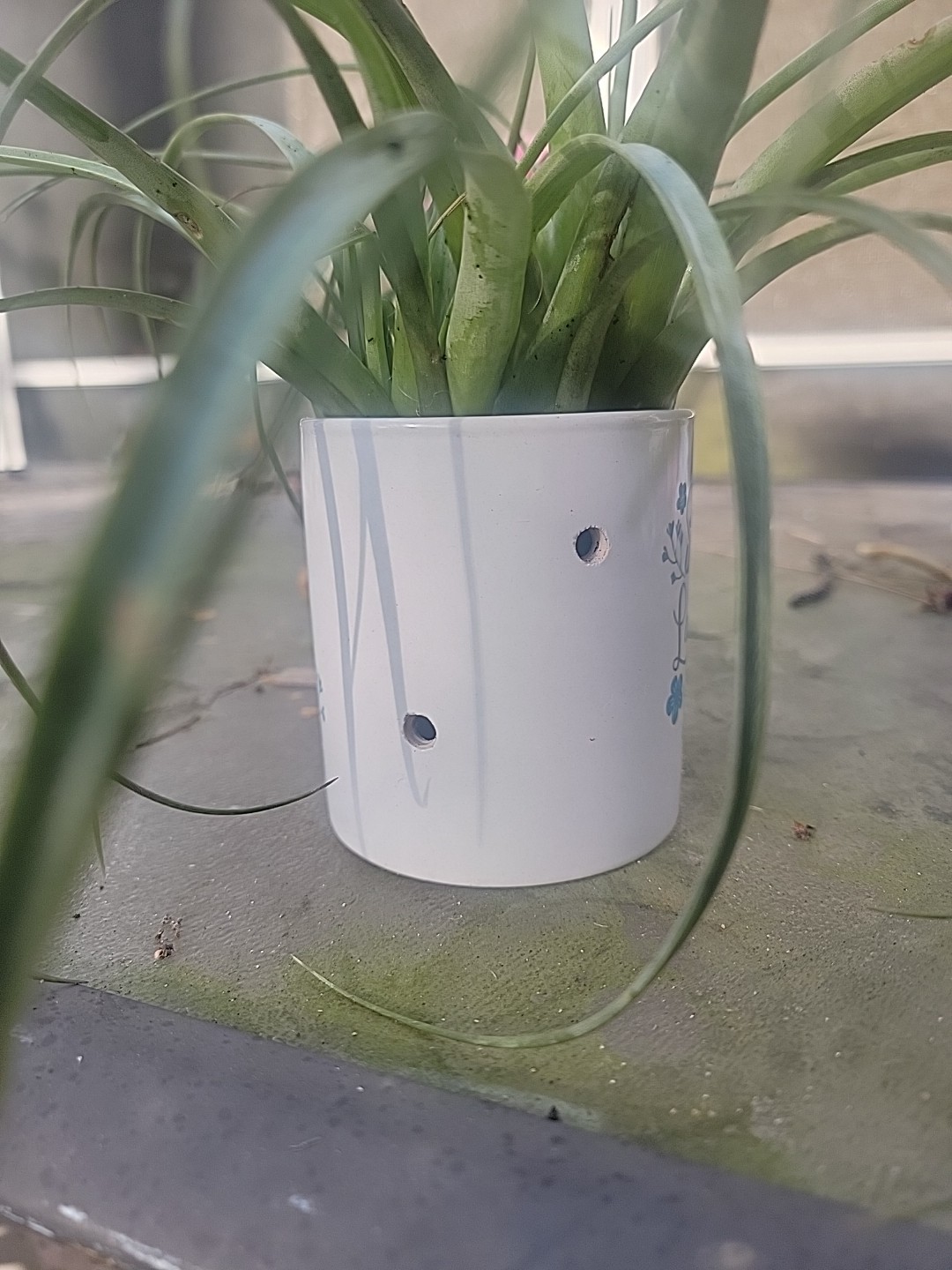 Tillandsia gardneri Homemade garden decor outdoor indoor air plants hangable