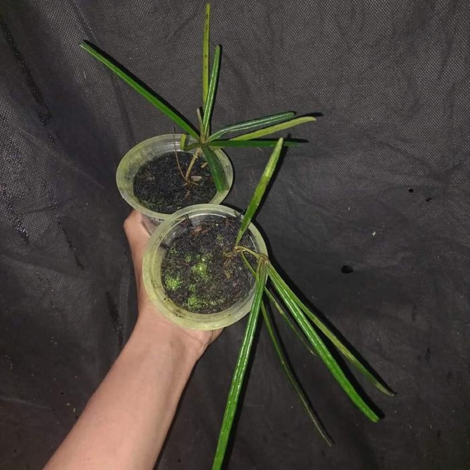 Rare Hoya Insularis Live Wax Plant Trailing Tropical Houseplant