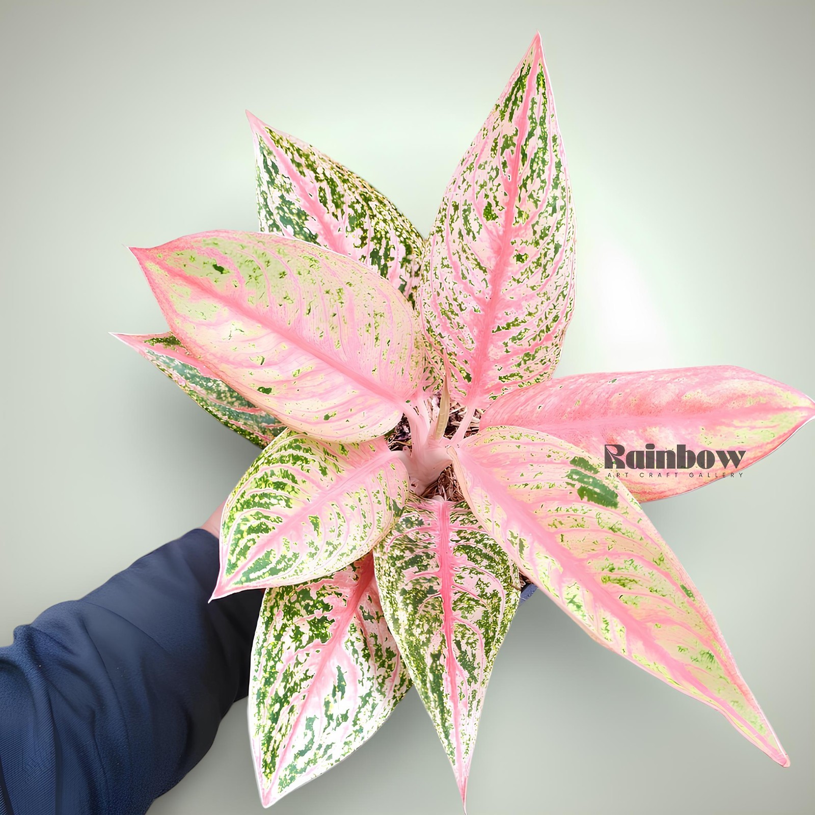Aglaonema Red Legacy Beatiful Ornamental Plant