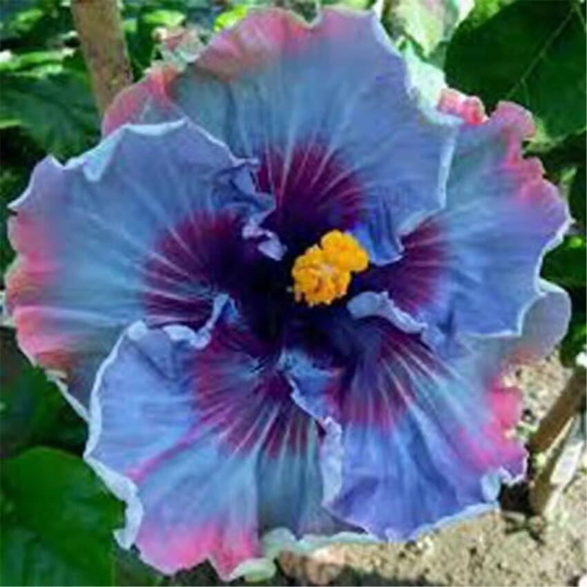 100 Red Hibiscus seeds Hibiscus Rosa-sinensis Garden Flowers seeds