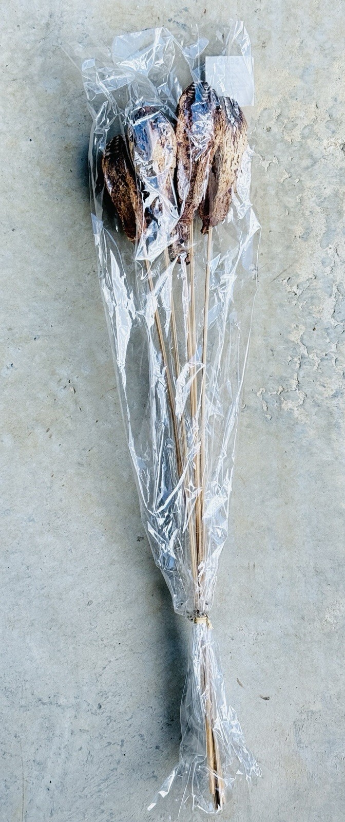 Dried Mahogany Pods On Wood Stick Stems (5 Pcs) 22.75” NWT
