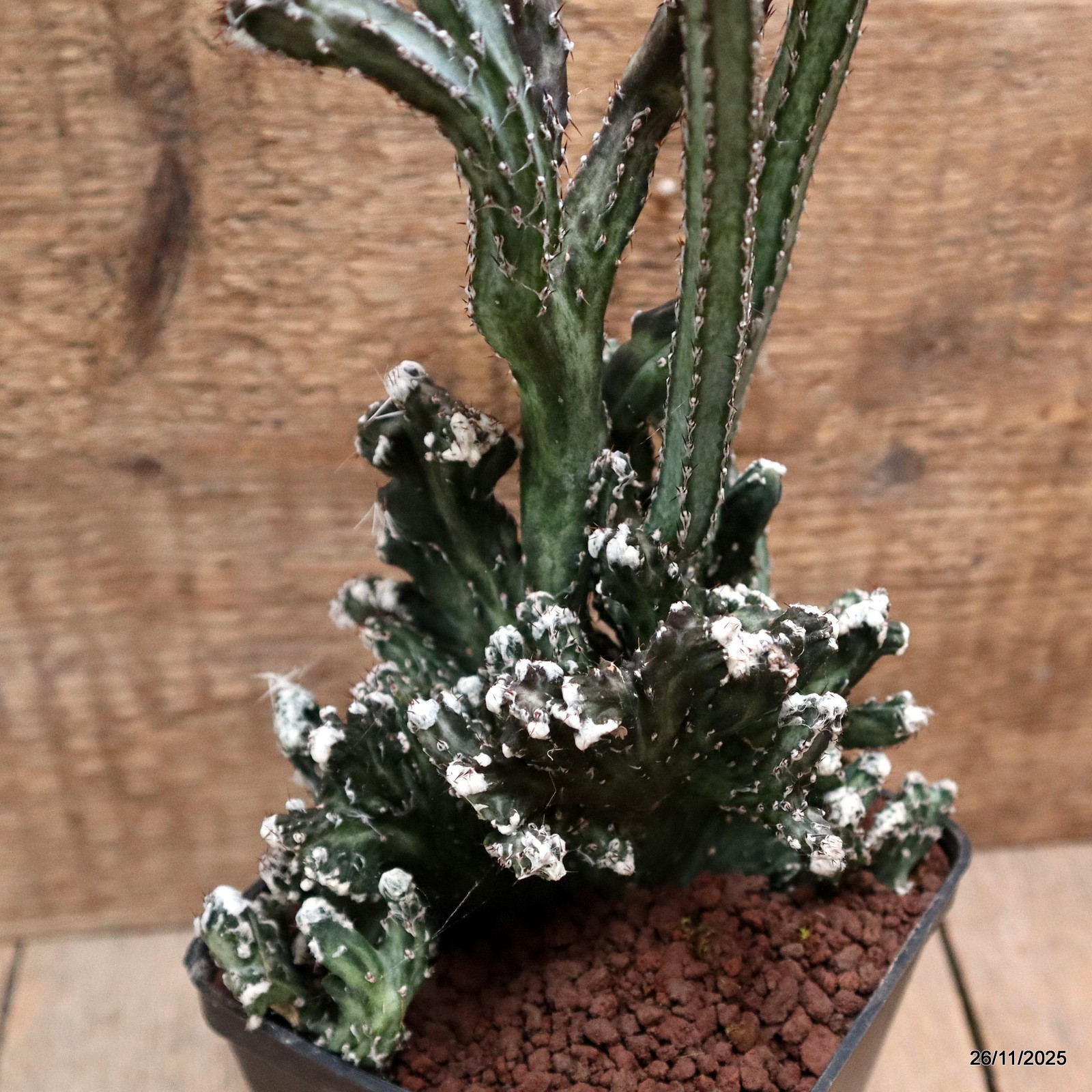 D7555 MONVILLEA SPEGAZZINII CRESTED pot10-H30-W14 cm MaMa Cactus