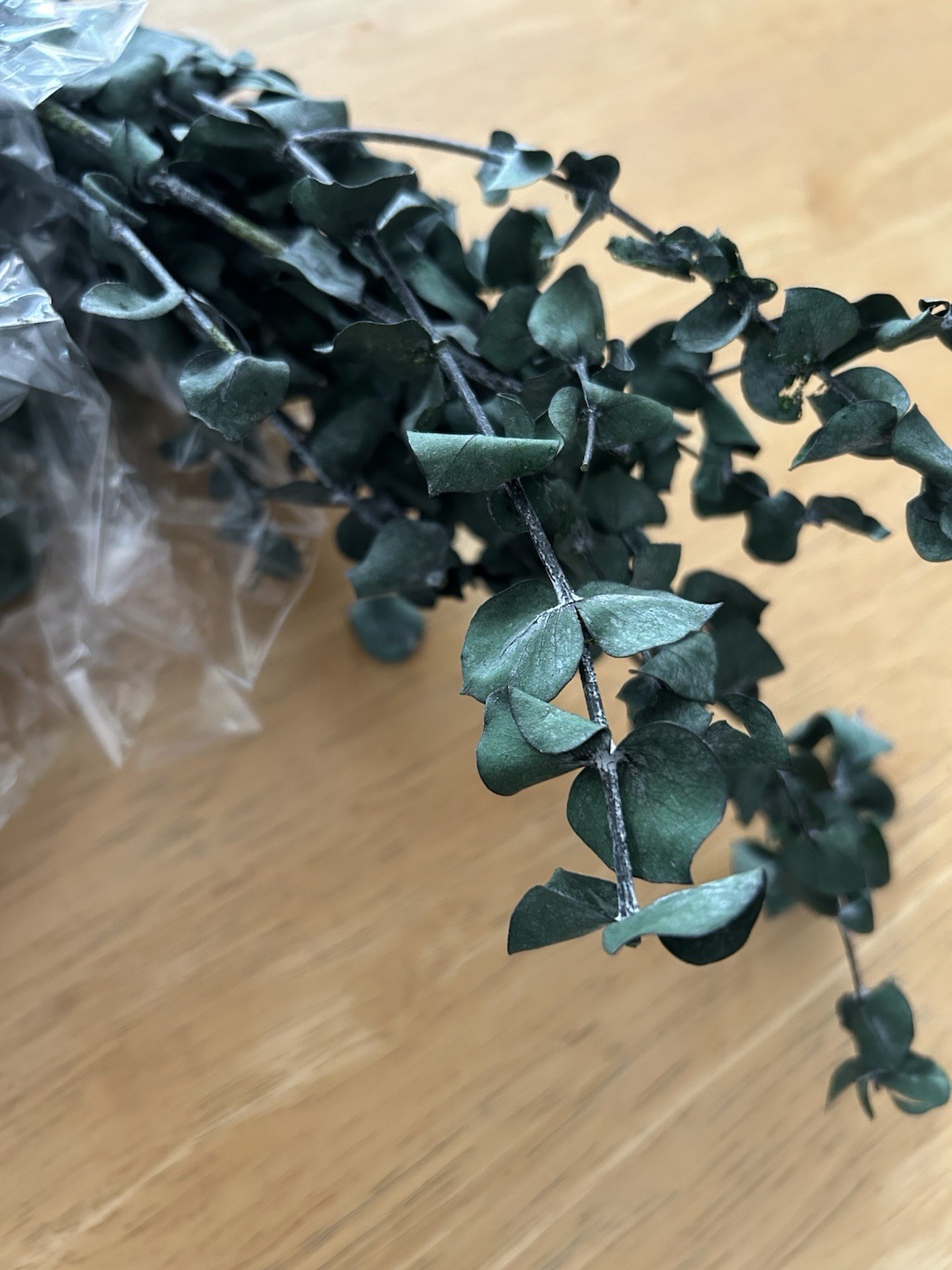 Sola Wood Flowers Eucalyptus Preserved Flowers Set of 2