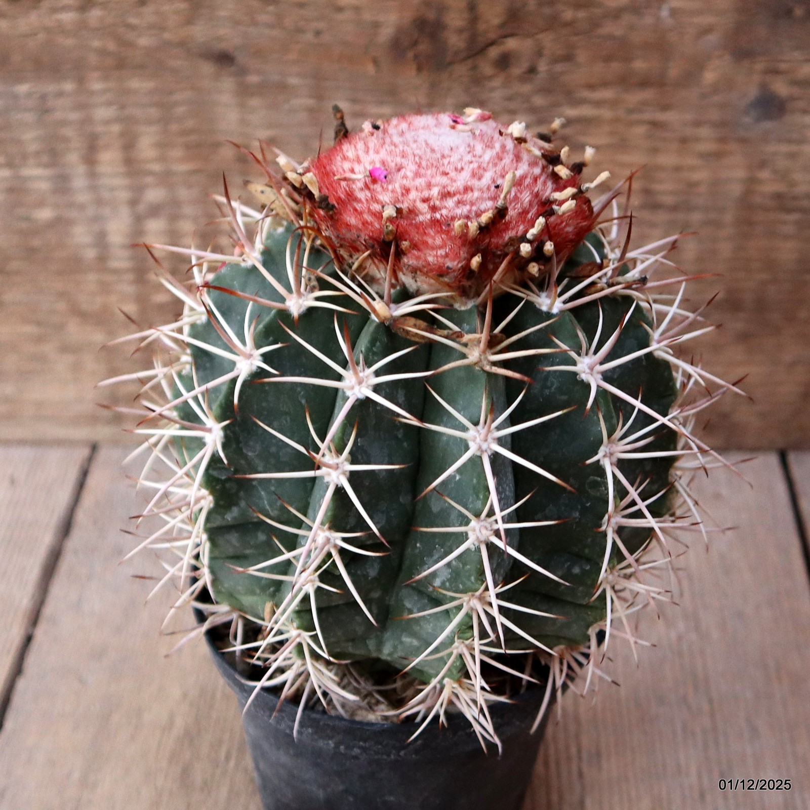D7636 MELOCACTUS NERYI pot10-H14-W11 cm MaMa Cactus