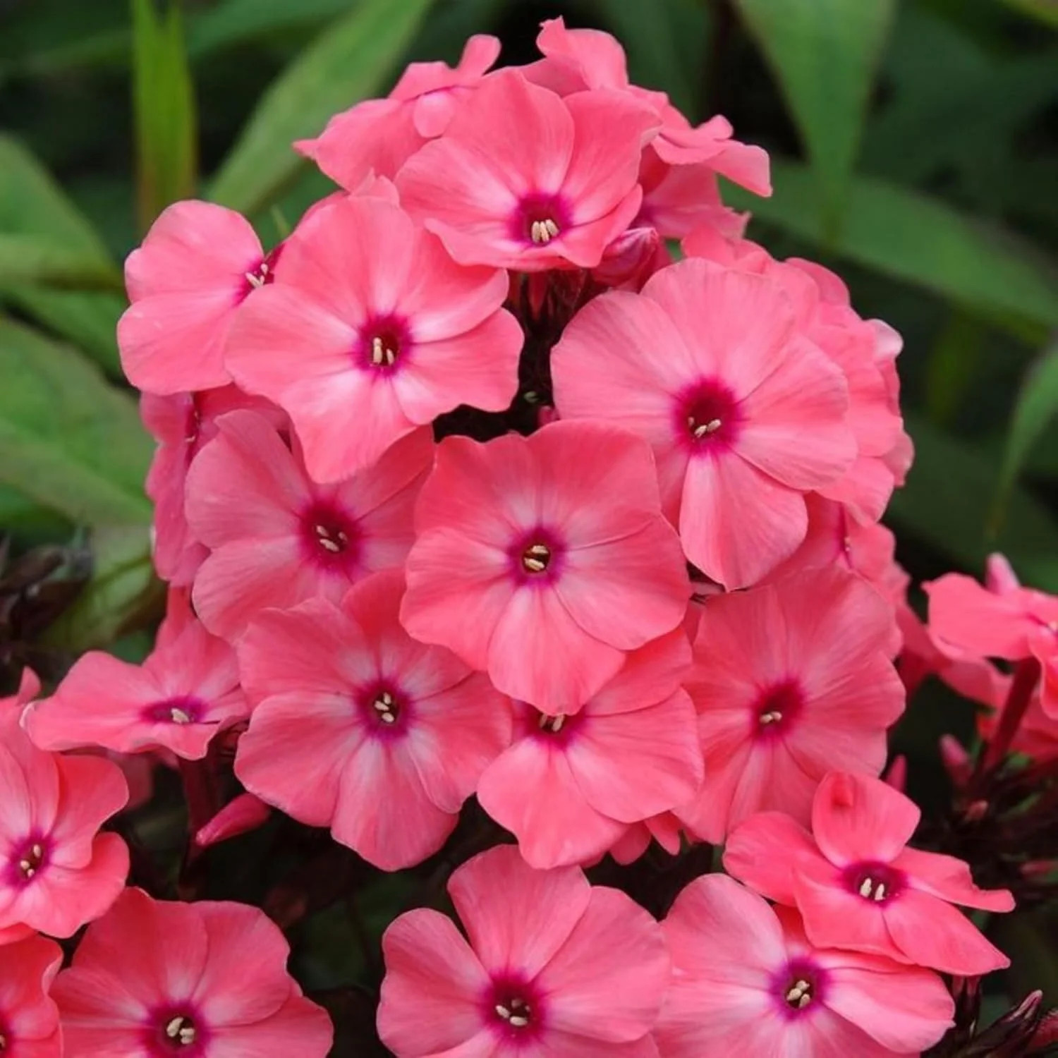 1000+ Phlox Seeds for Planting – Phlox Popstars Seeds Perennial Ground Cover Pla