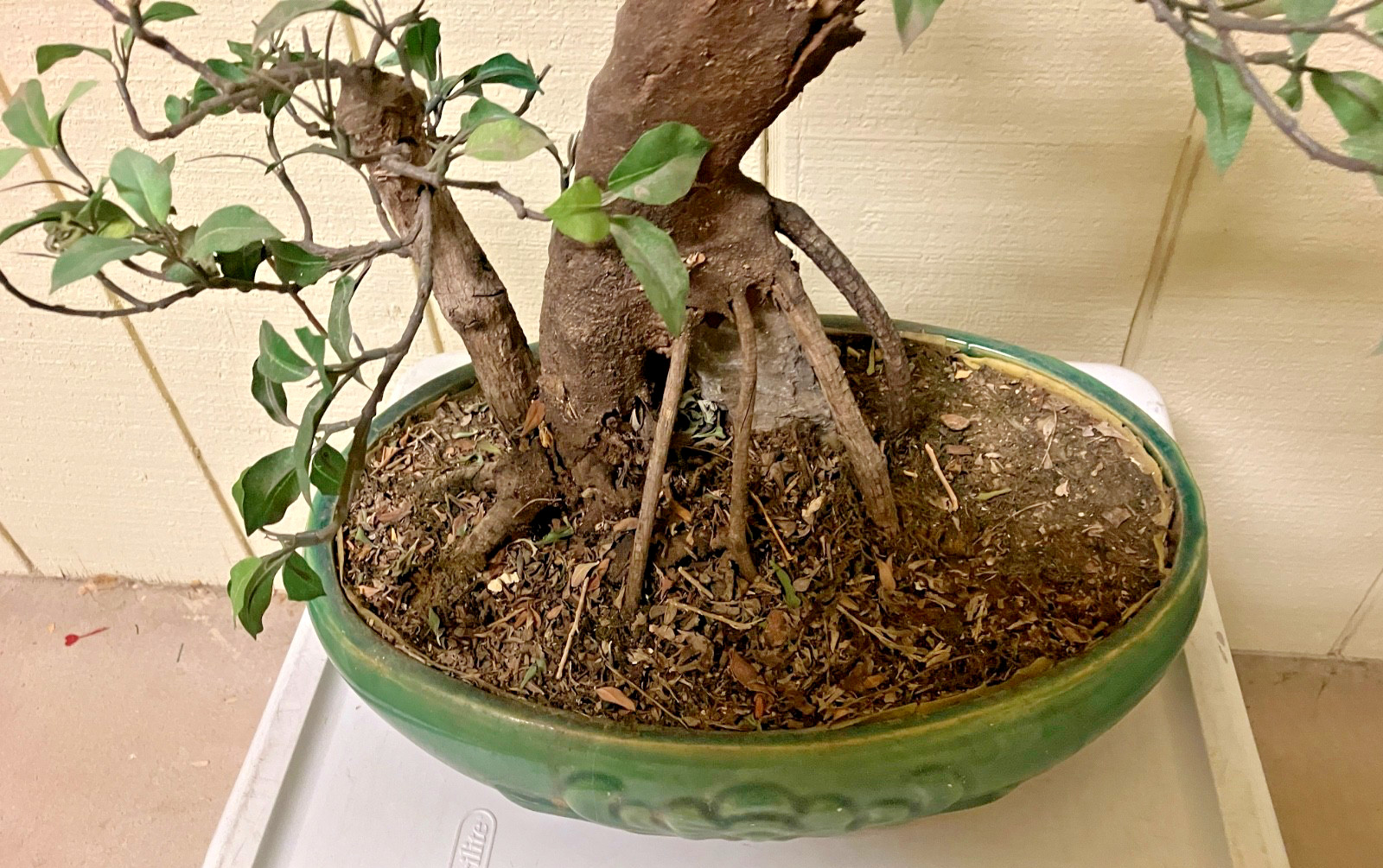 REALISTIC ARTIFICIAL BONSAI TREE PLANT W/GREEN CERAMIC POT – 31″ T -POT 14X10X4″