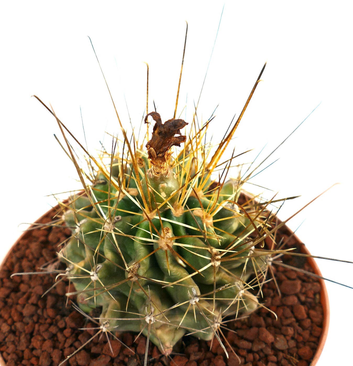 Ferocactus hamatacanthus SELECTED & LONG SPINES – Hooked barrel cactus | Texas b