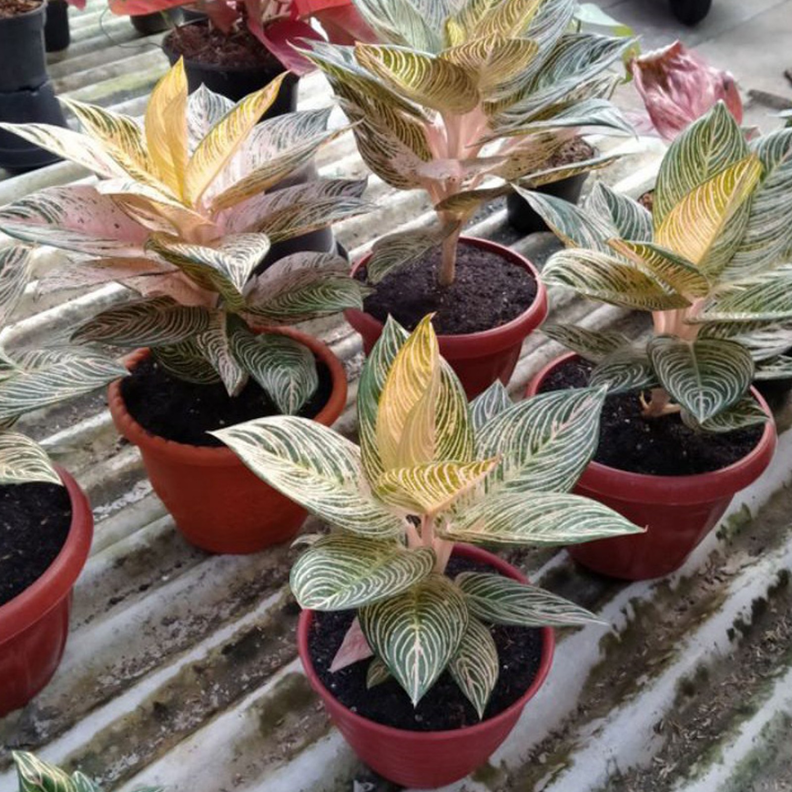 Aglaonema Golden Hope Rare Aroid Indoor Houseplant