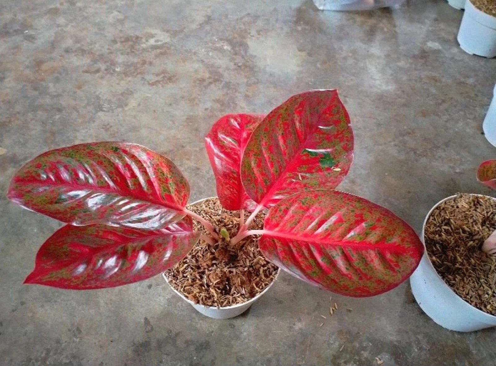 Aglaonema Red Stardust Rare Tropical Houseplant Red Speckled Foliage Plant