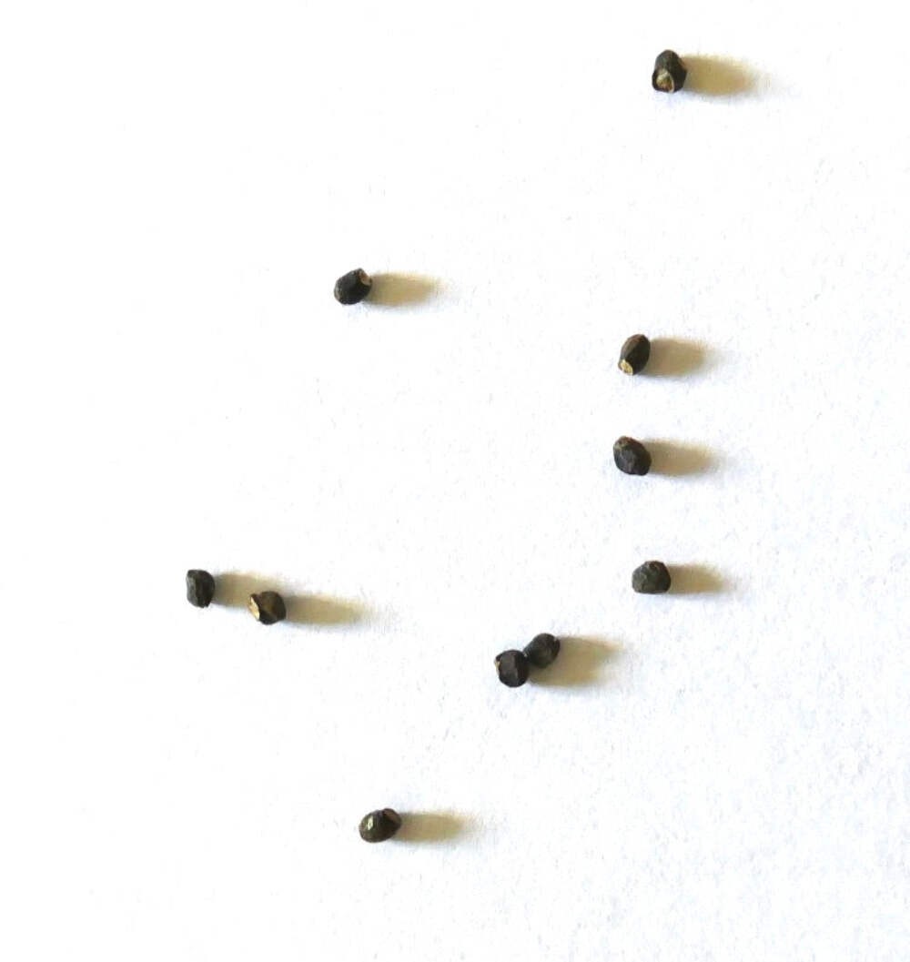 Sulcorebutia glomerispina SEEDS – Rare Cactus SEEDS
