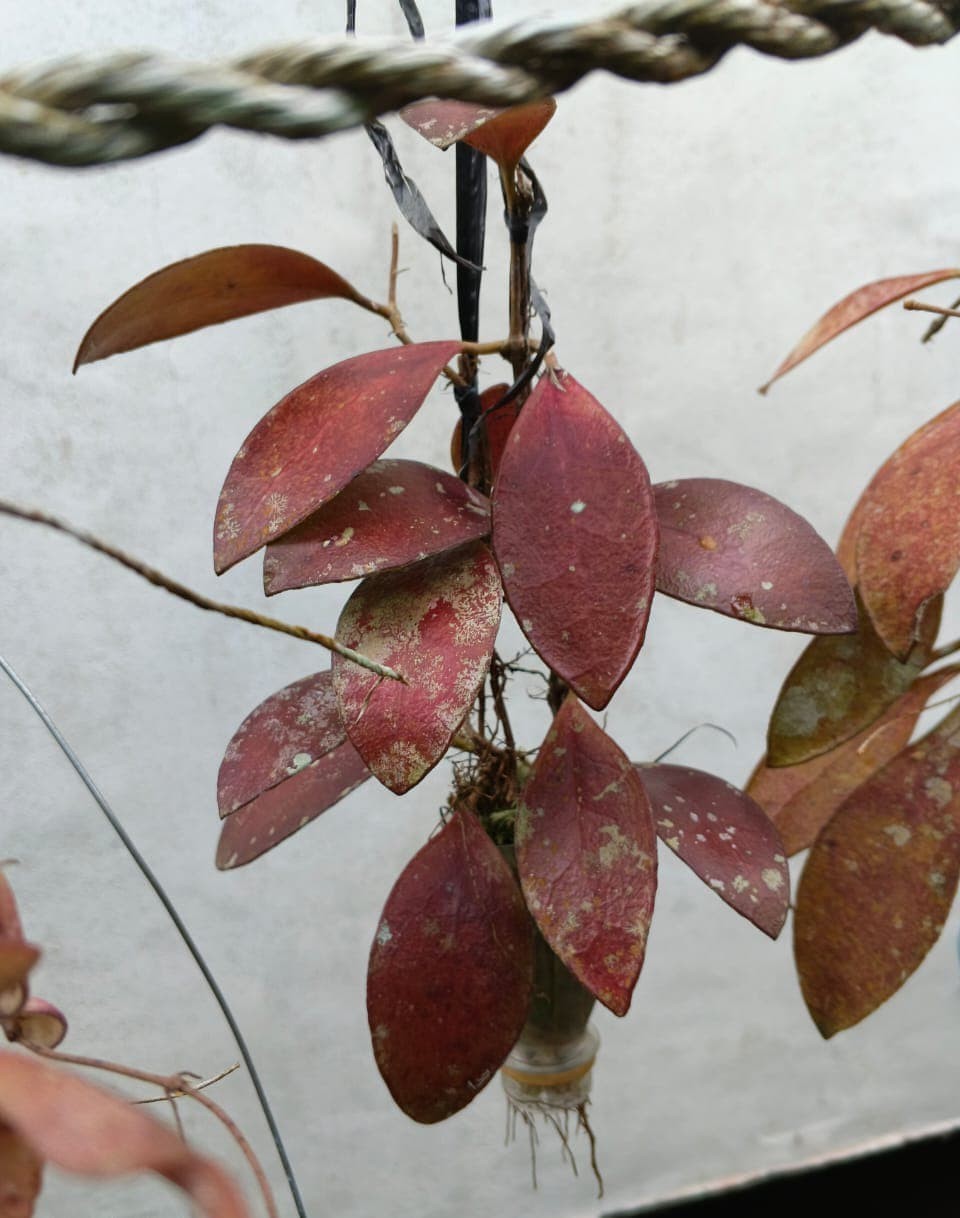 Real Picture Hoya Benchai Red Rare Plant