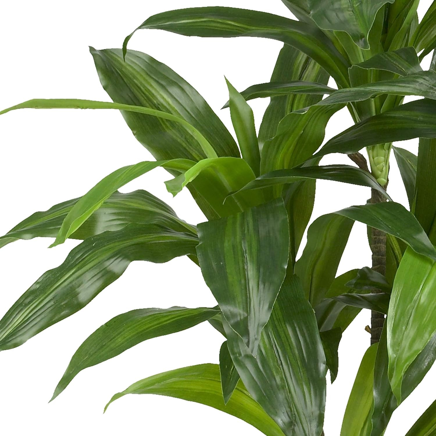 48″ Dracaena Silk Plant & 6.5Ft Golden Cane Palm Tree – Real Touch Green Decor
