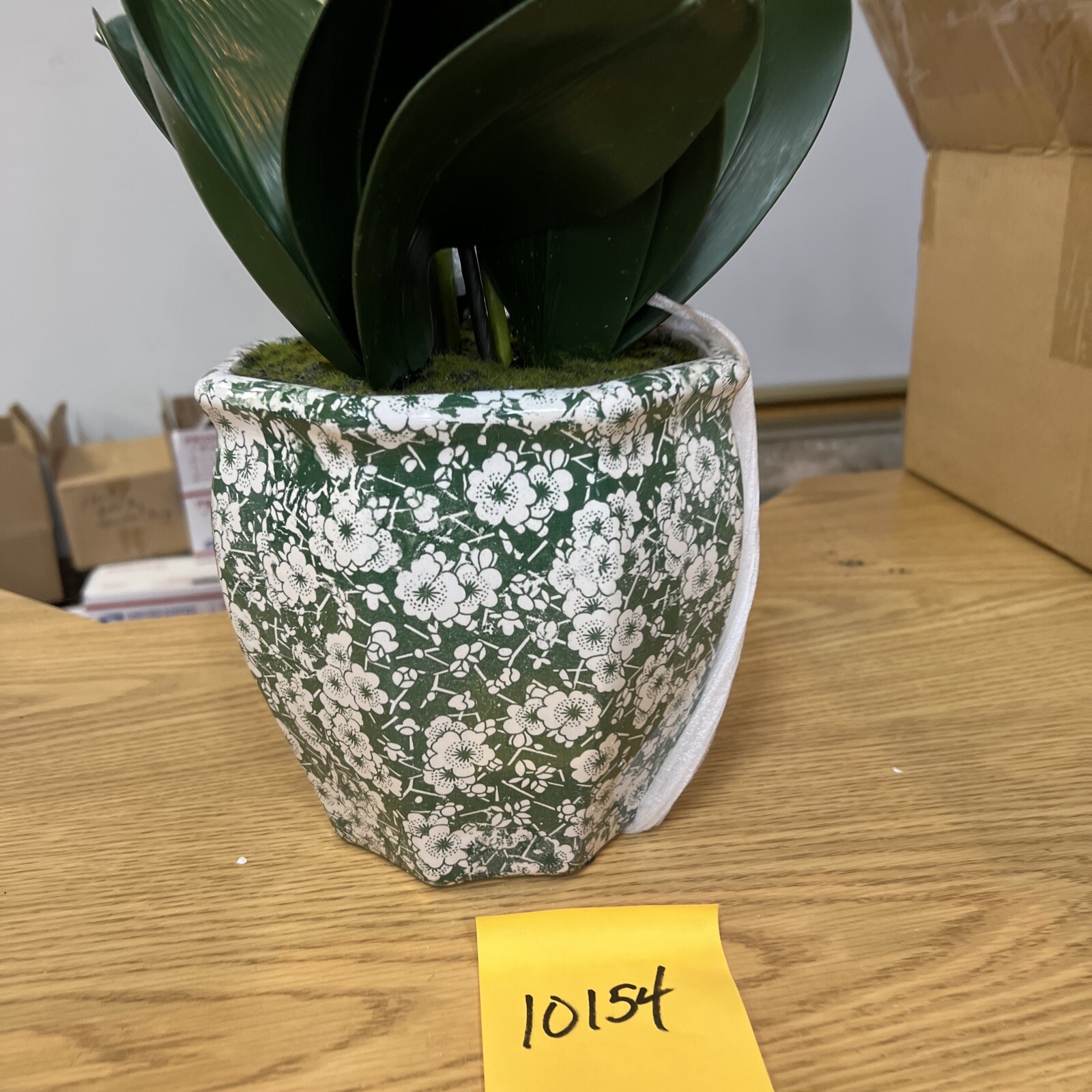 22″ Orchid Green White In Ceramic Pot Planter Valerie Parr Hill