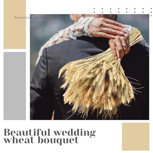 800 Dried Wheat Stalks Bundle – Natural Wheat Grass for DIY Decor, Centerpieces