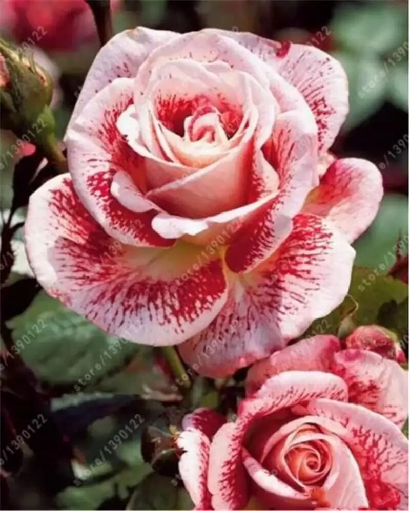 10 RARE ROSE SEEDS perennial flower garden bush plant tea USA SELLER W/TRACK