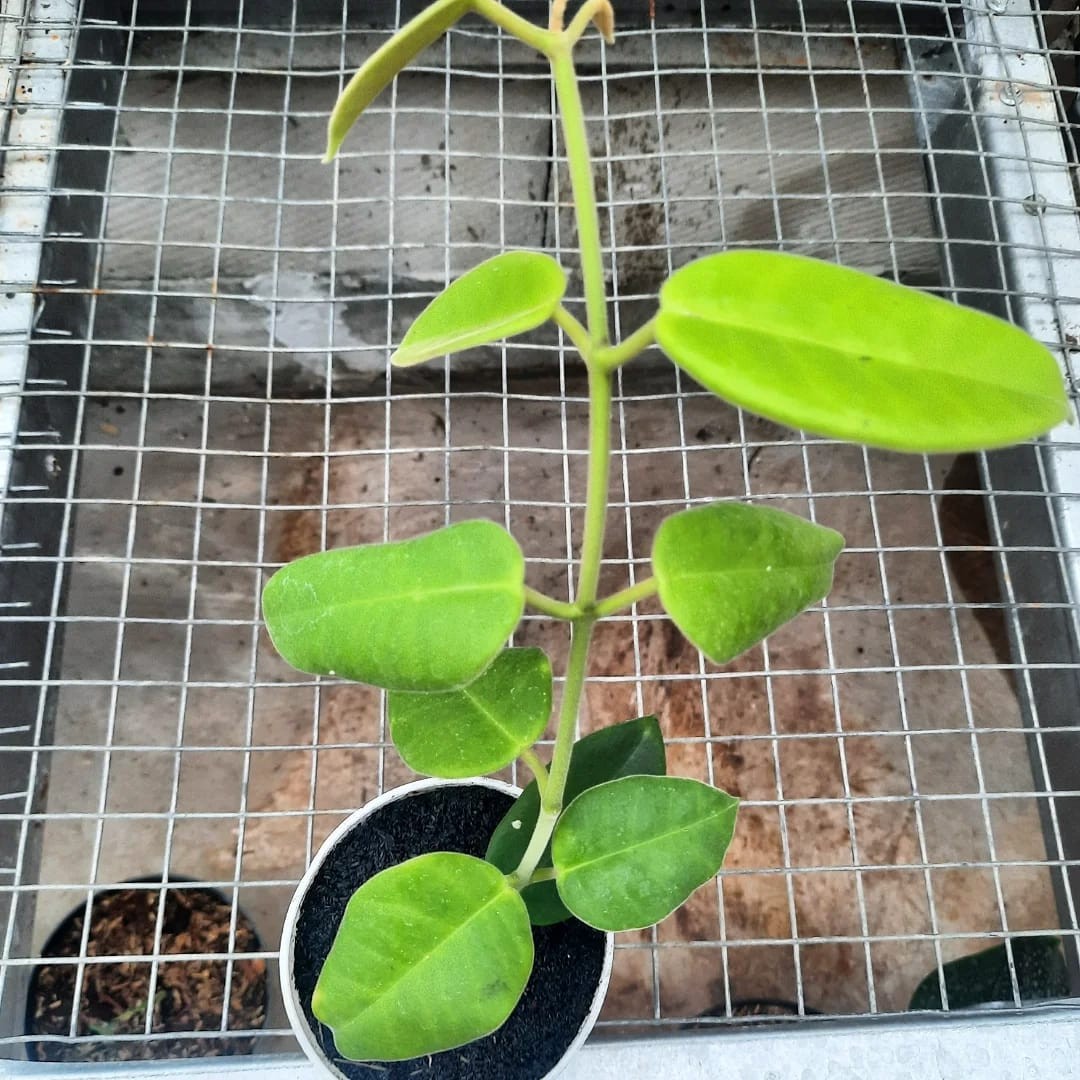 Hoya Gigas Big Size Rare Tropical Wax Plant