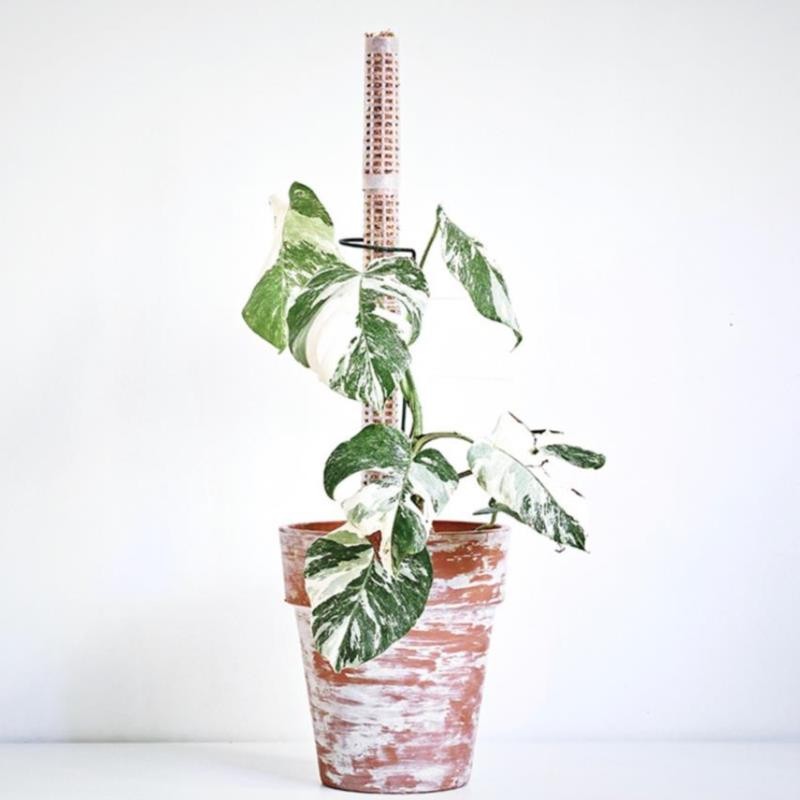 New 25cm Climbing Plant Pole Sphagnum Moss Sticks Plant Growing Support Stick!