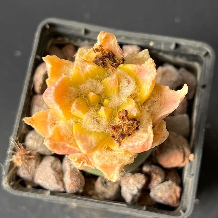 A19-223. Cactus… Agavoides x Trigonus f. variegata (Grafted)