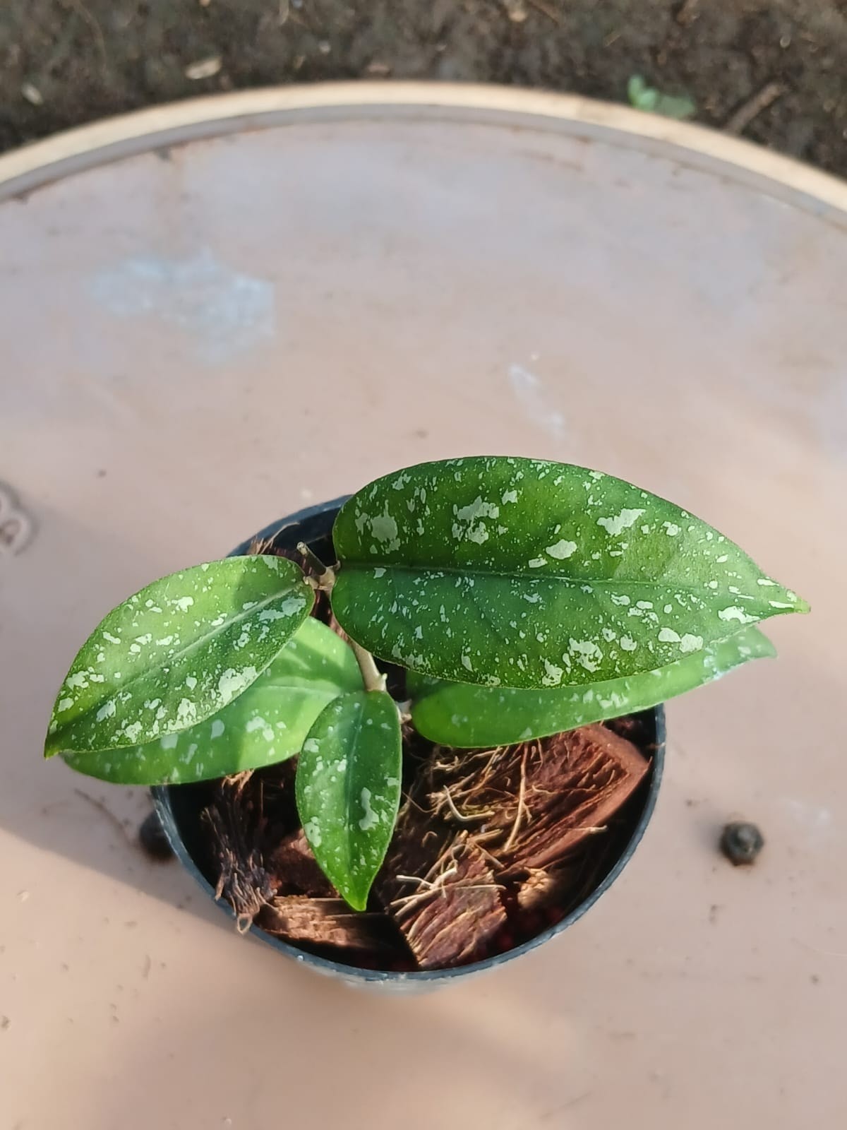 Hoya Snowfall Sp. Aceh Rare Tropical Indor Outdor Wax Plant